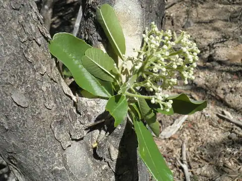 Foto dokumenter Esenbeckia flava