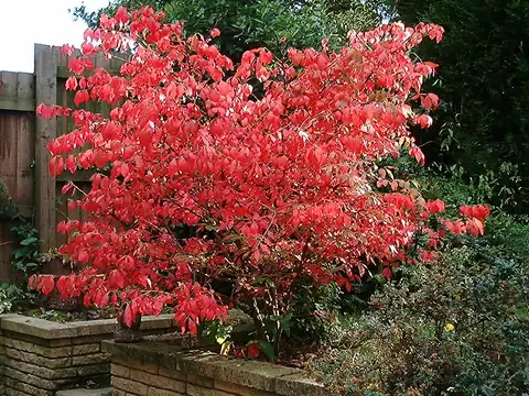 Euonymus alatus dalam warna daun musim gugur, dicatat sumber sebagai compactus.