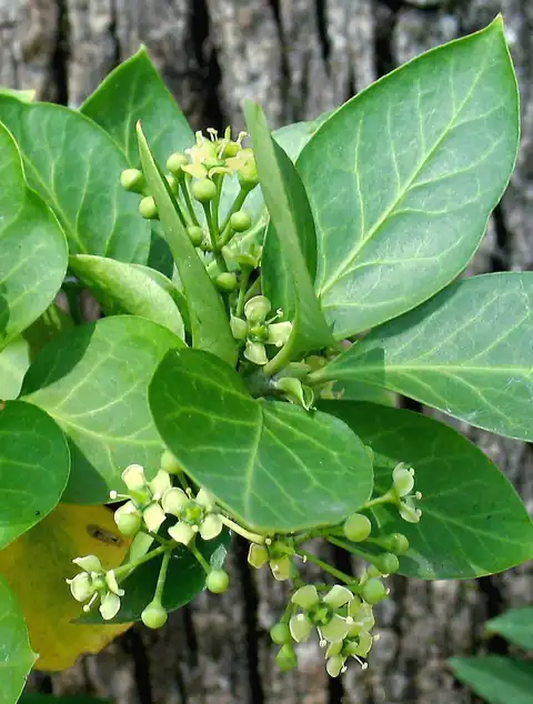 Foto dokumenter Euonymus fortunei