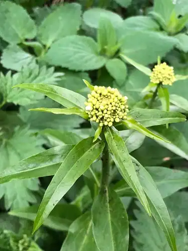Foto dokumenter Eutrema integrifolium