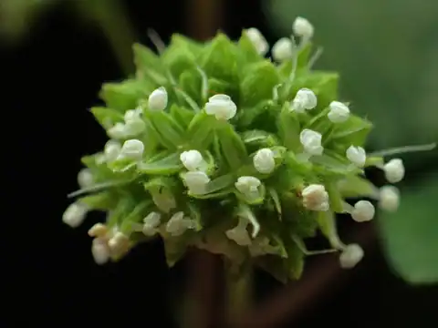 Foto dokumenter Fatoua pilosa