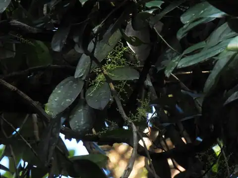 Foto dokumenter Fibraurea tinctoria