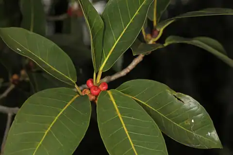 Foto dokumenter Ficus aurea