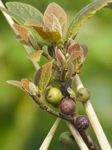 Foto dokumenter Ficus erecta