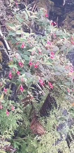 Foto dokumenter Fuchsia coccinea