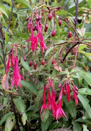 Foto dokumenter Fuchsia fontinalis