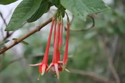 Foto dokumenter Fuchsia fulgens