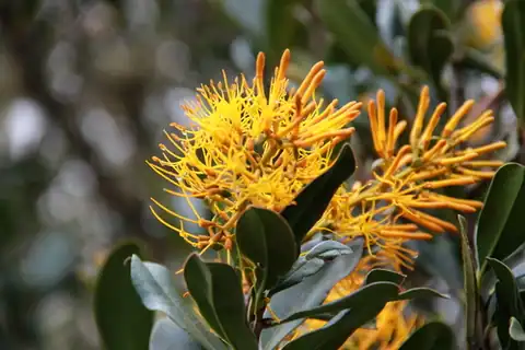 Foto dokumenter Gaiadendron punctatum