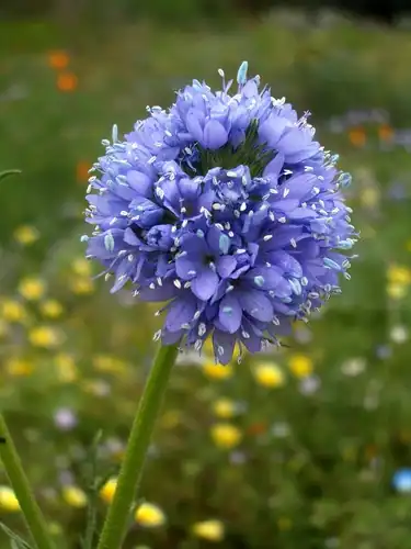 Foto dokumenter Gilia capitata
