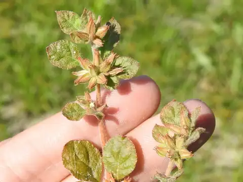Foto dokumenter Glinus radiatus