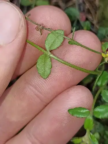 Foto dokumenter Gonocarpus incanus