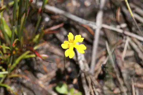 Foto dokumenter Goodenia pusilla