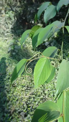 Foto dokumenter Gouania microcarpa