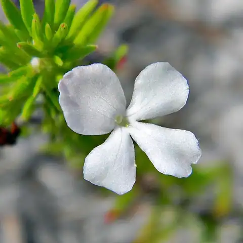 Foto dokumenter Gratiola hispida