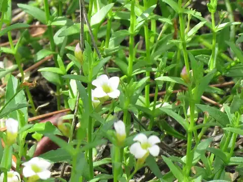 Foto dokumenter Gratiola ramosa