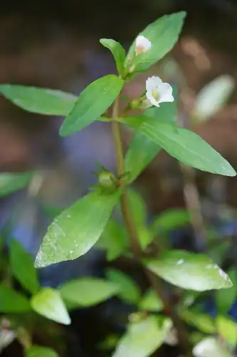 Foto dokumenter Gratiola virginiana