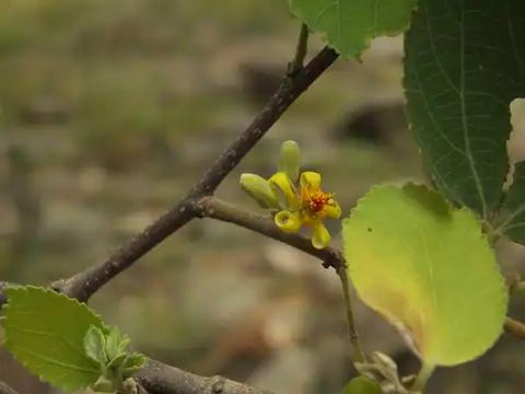 Foto dokumenter Grewia orbiculata
