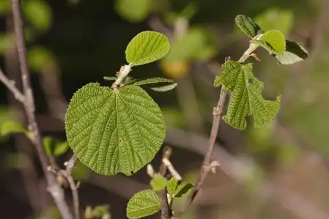 Foto dokumenter Grewia villosa
