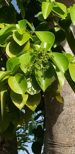 Foto dokumenter Guapira fragrans