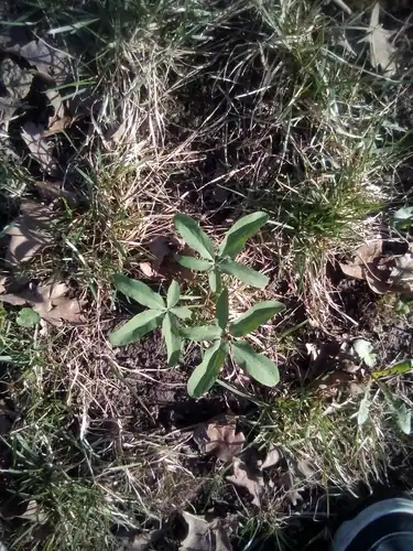 Foto dokumenter Gymnospermium altaicum