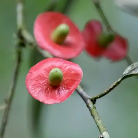 Foto dokumenter Heisteria acuminata