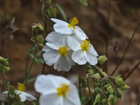 Foto dokumenter Helianthemum apenninum
