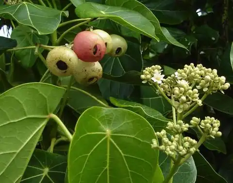 Foto dokumenter Hernandia nymphaeifolia