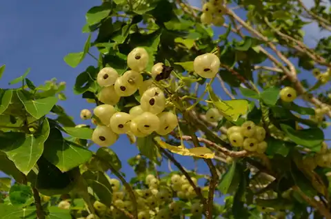 Foto dokumenter Hernandia sonora