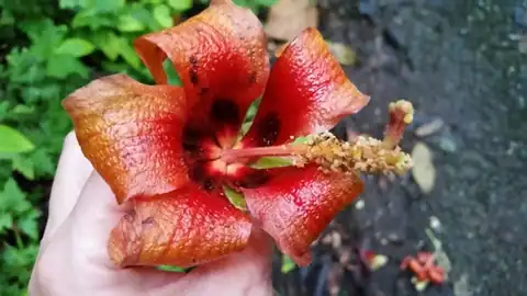 Foto dokumenter Hibiscus elatus