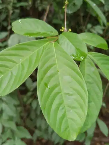 Foto dokumenter Hiraea fagifolia
