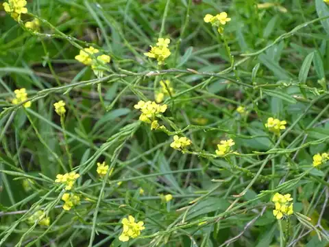 Foto dokumenter Hirschfeldia incana