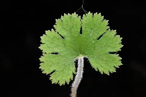 Foto dokumenter Hydrocotyle elongata
