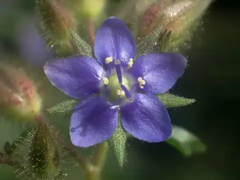 Foto dokumenter Hydrolea zeylanica
