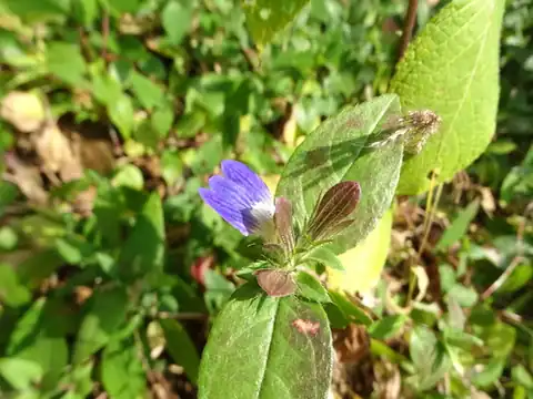 Foto dokumenter Hygrophila auriculata