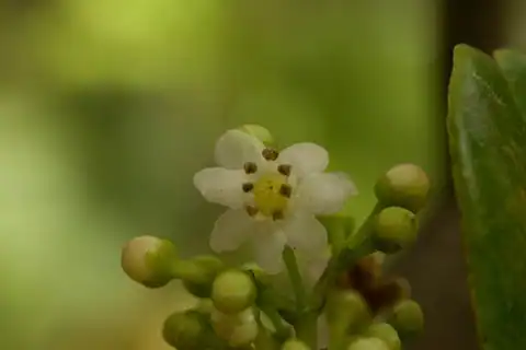 Foto dokumenter Ilex anomala