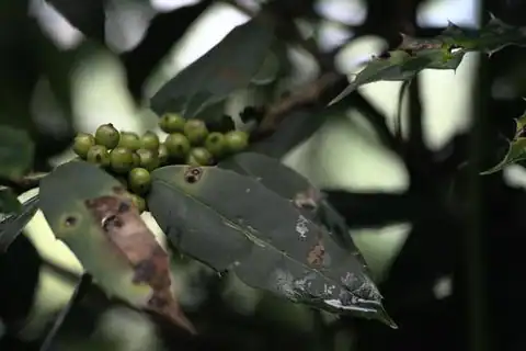 Foto dokumenter Ilex dipyrena