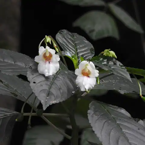 Foto dokumenter Impatiens campanulata