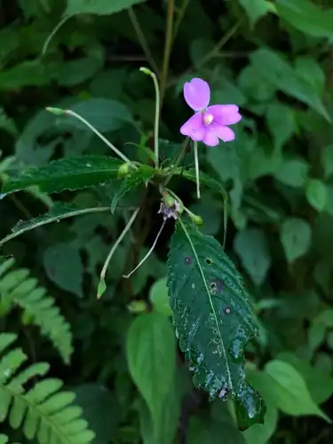 Foto dokumenter Impatiens dasysperma