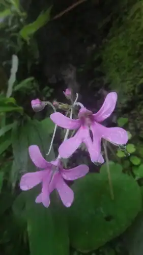 Foto dokumenter Impatiens scapiflora