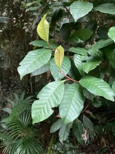 Foto dokumenter Quintinia verdonii