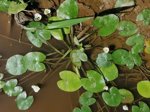 Foto dokumenter Sagittaria guayanensis