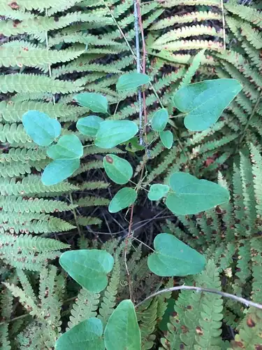 Foto dokumenter Smilax pseudochina
