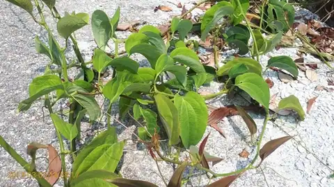Foto dokumenter Smilax setosa