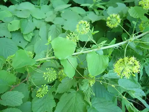 Foto dokumenter Smilax herbacea