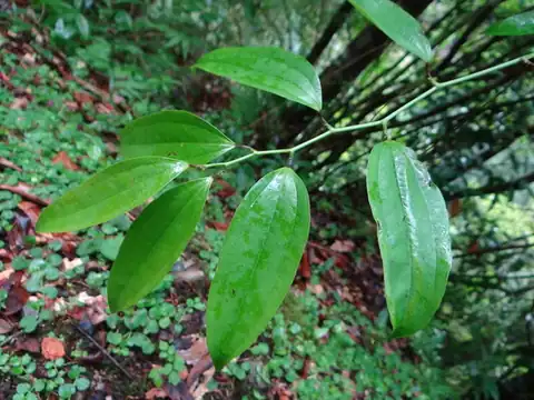 Foto dokumenter Smilax lanceifolia