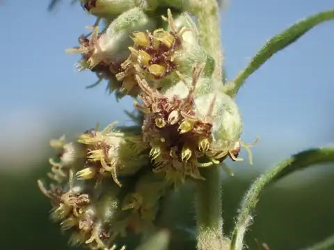 Foto dokumenter Artemisia indica