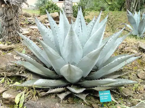 Foto dokumenter Agave havardiana
