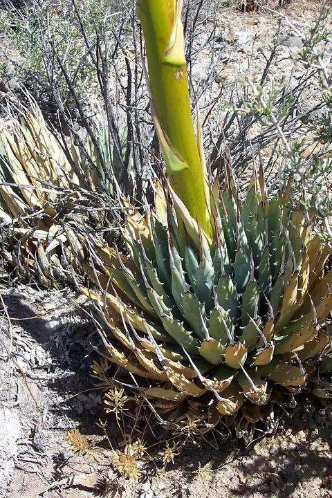 Foto dokumenter Agave utahensis