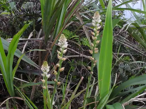 Foto dokumenter Aletris spicata