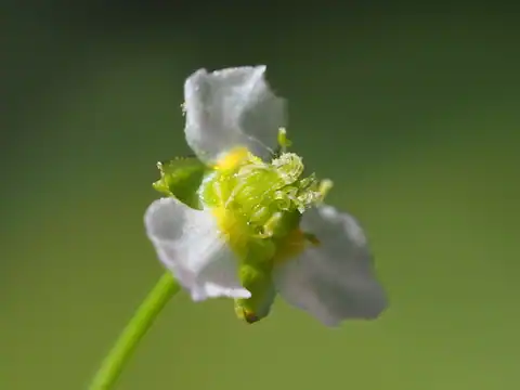 Foto dokumenter Alisma canaliculatum
